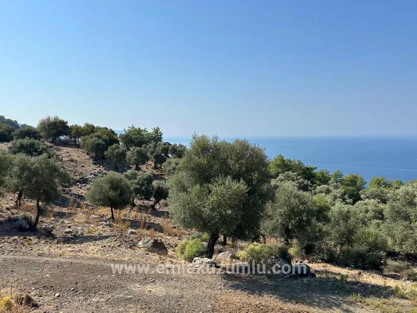 Feld Zu Verkaufen in Çandır Bz. Köyceğiz - Feld-Zonierung - 21.000 m²
