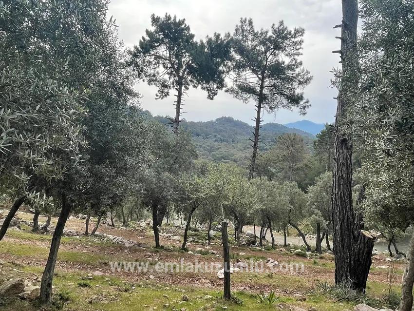 Feld Zu verkaufen in Ekincik Bz. Köyceğiz - Olive-Zonierung - 7.000 m²