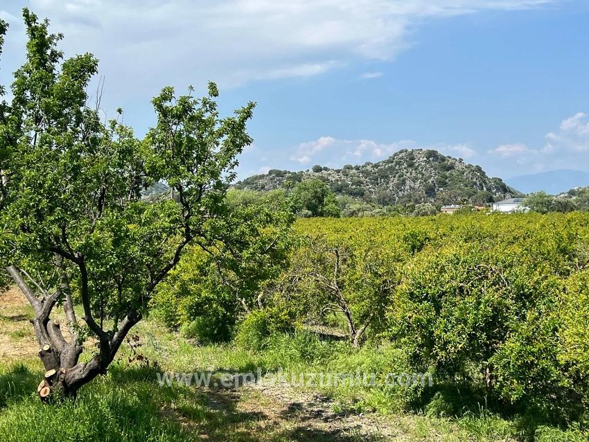 5.100 M² Großes Grundstück In Dalyan, Gebiet Maraş, Zu Verkaufen, Ausgewiesen Für 5% Wohnnutzung.
