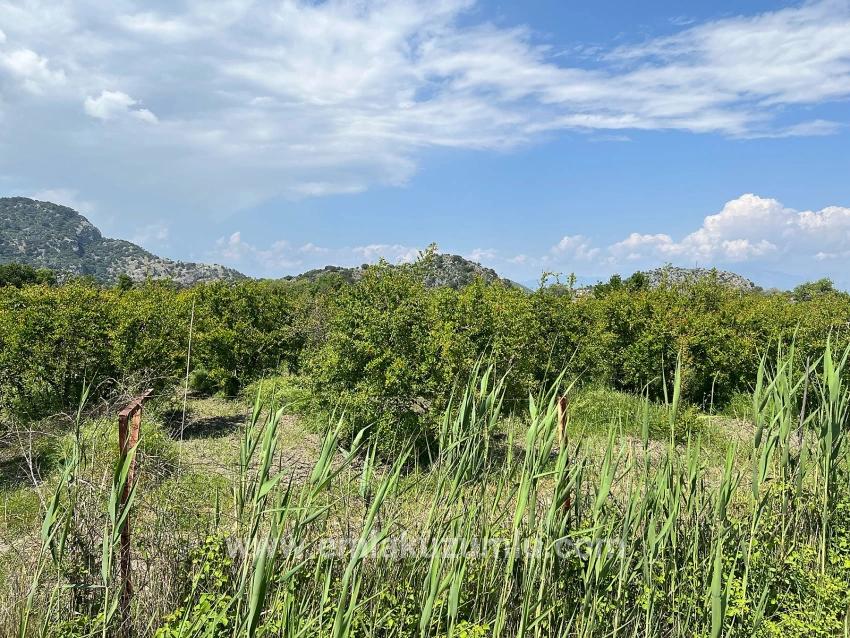 5.100 M² Großes Grundstück In Dalyan, Gebiet Maraş, Zu Verkaufen, Ausgewiesen Für 5% Wohnnutzung.