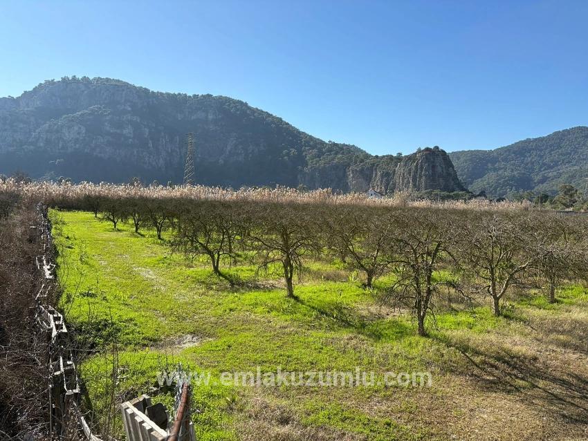 5985 M² Großes Grundstück In Dalyan Zu Verkaufen, Ausgewiesen Für 5 % Weinbau/obstbau.