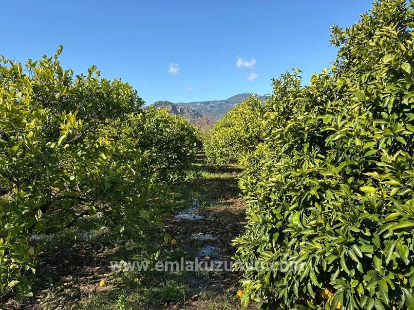 Zitronenhain In Dalyan Zu Verkaufen, 16.500 M²
