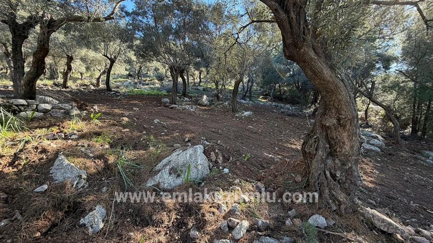 Feld Zu verkaufen in Çandır Bz. Köyceğiz - Gehäuse-Zonierung - 5.715 m²