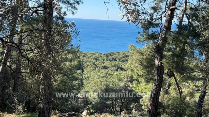 2b-feld Von 5715 M2 Zum Verkauf Mit Vollem Meerblick In Çandır