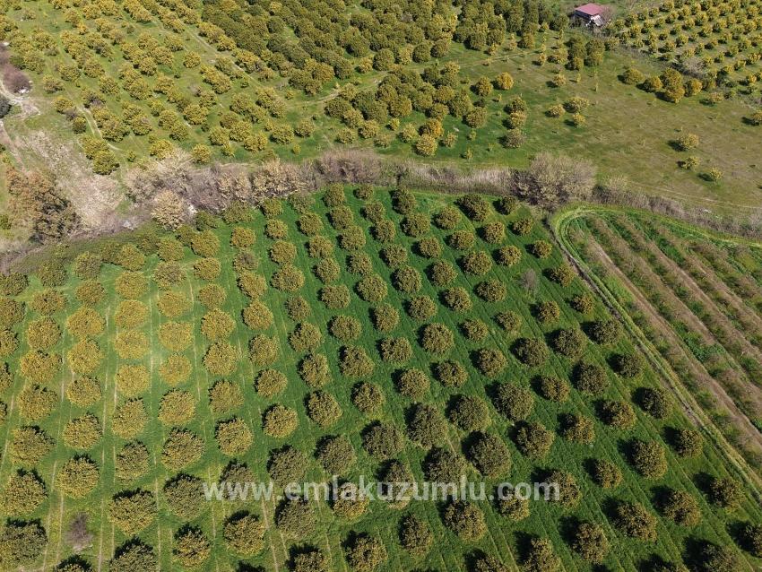 17.550 M2 Weinberg-bahce Zum Verkauf In Der Nähe Des Dalyan Centers