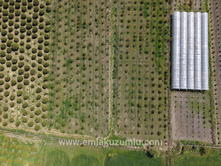 16.000 M² Großer Granatapfelgarten In Eskiköy Zu Verkaufen