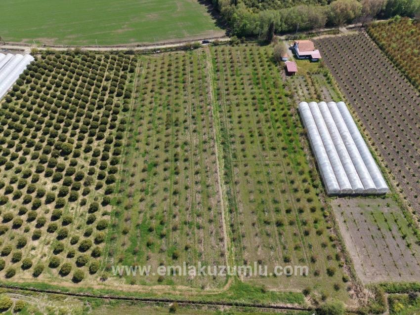 16.000 M² Großer Granatapfelgarten In Eskiköy Zu Verkaufen