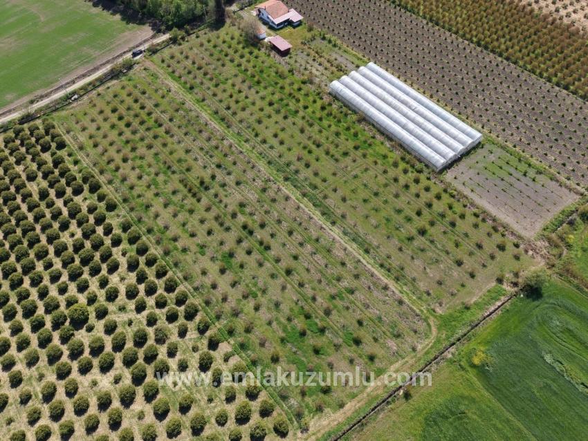 16.000 M² Großer Granatapfelgarten In Eskiköy Zu Verkaufen