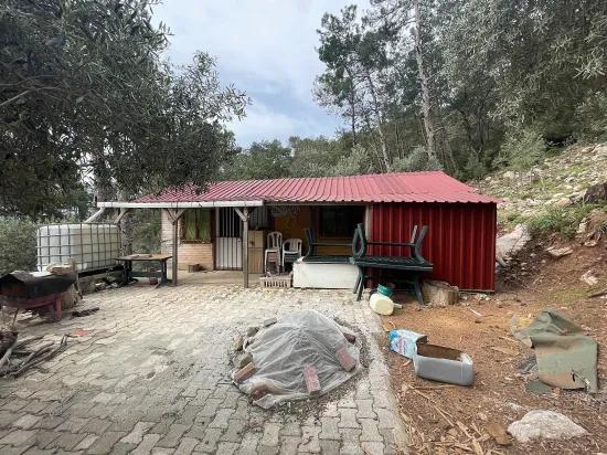 Köyceğiz Ekincik mit Meerblick 7.000m2 2b zu verkaufen Olivenhain