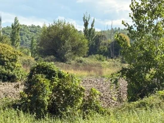 10.500 m2 zum Verkauf Feld In Köyceğiz Zeytinalanı