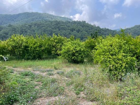 7800 M² Großes Grundstück Zum Verkauf In Gökbel, Neben Der Iztuzu Beach Road