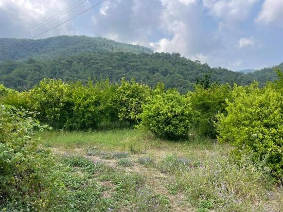 7800 M² Großes Grundstück Zum Verkauf In Gökbel, Neben Der Iztuzu Beach Road