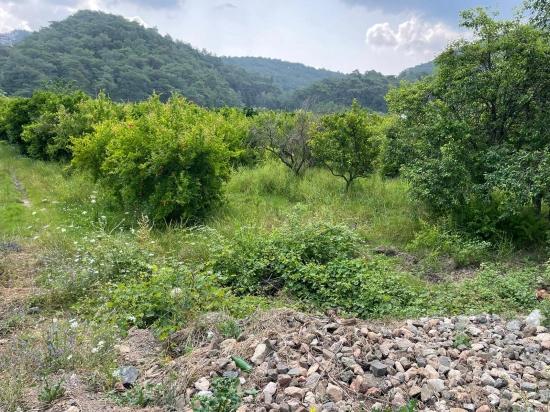 7800 M² Großes Grundstück Zum Verkauf In Gökbel, Neben Der Iztuzu Beach Road