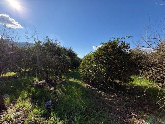4.326 M² Großes Grundstück Im Wohngebiet Von Okçular Zu Verkaufen.