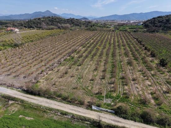 16.710 M² Granatapfelgarten Zum Verkauf Mit Seeblick In Eskiköy