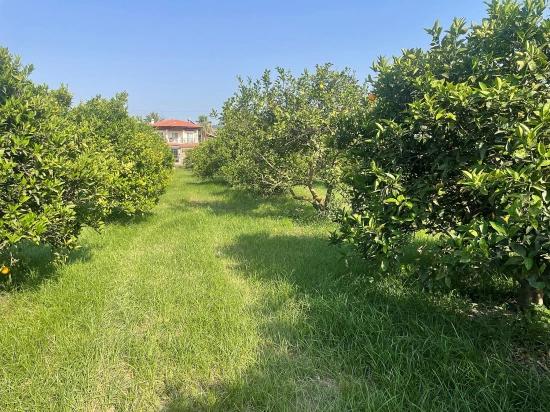 722m2 Grundstück Zum Verkauf In Dalyan Gülpınar