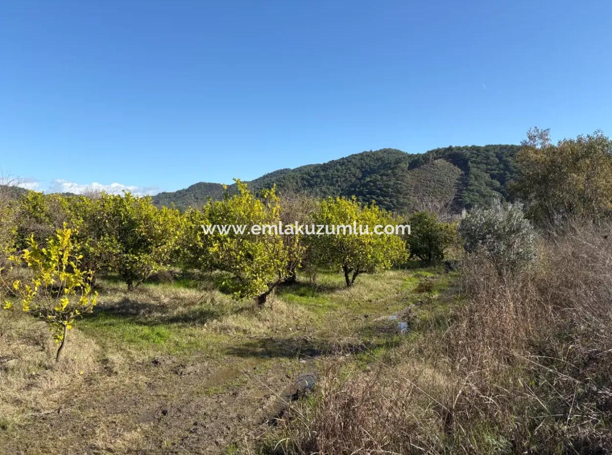 23.000M2 Freistehender Feldgarten Zum Verkauf In Tepearasin,