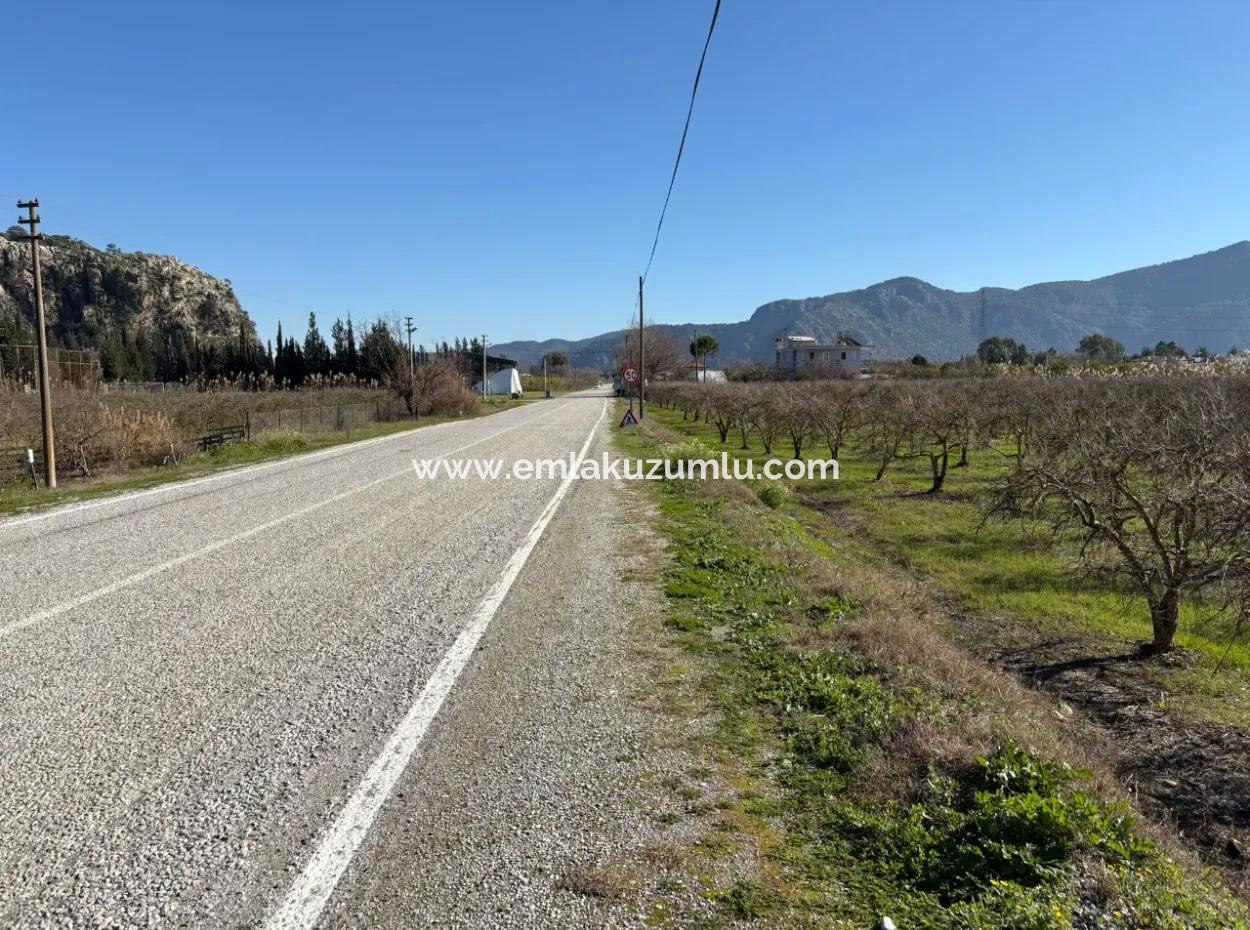 5985M2 5% Zoniertes Land Zum Verkauf In Dalyan Als Weinberggarten