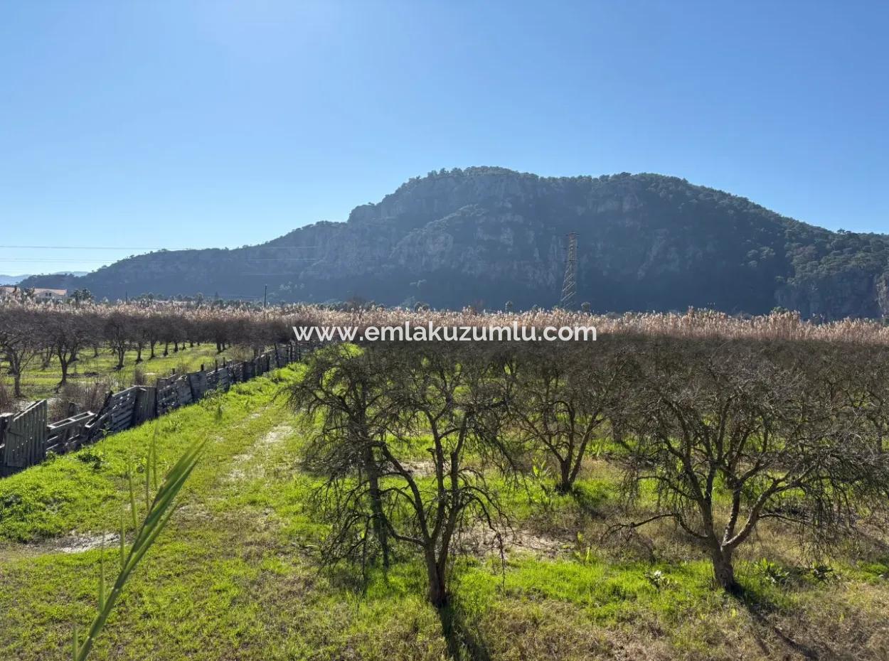 5985M2 5% Zoniertes Land Zum Verkauf In Dalyan Als Weinberggarten