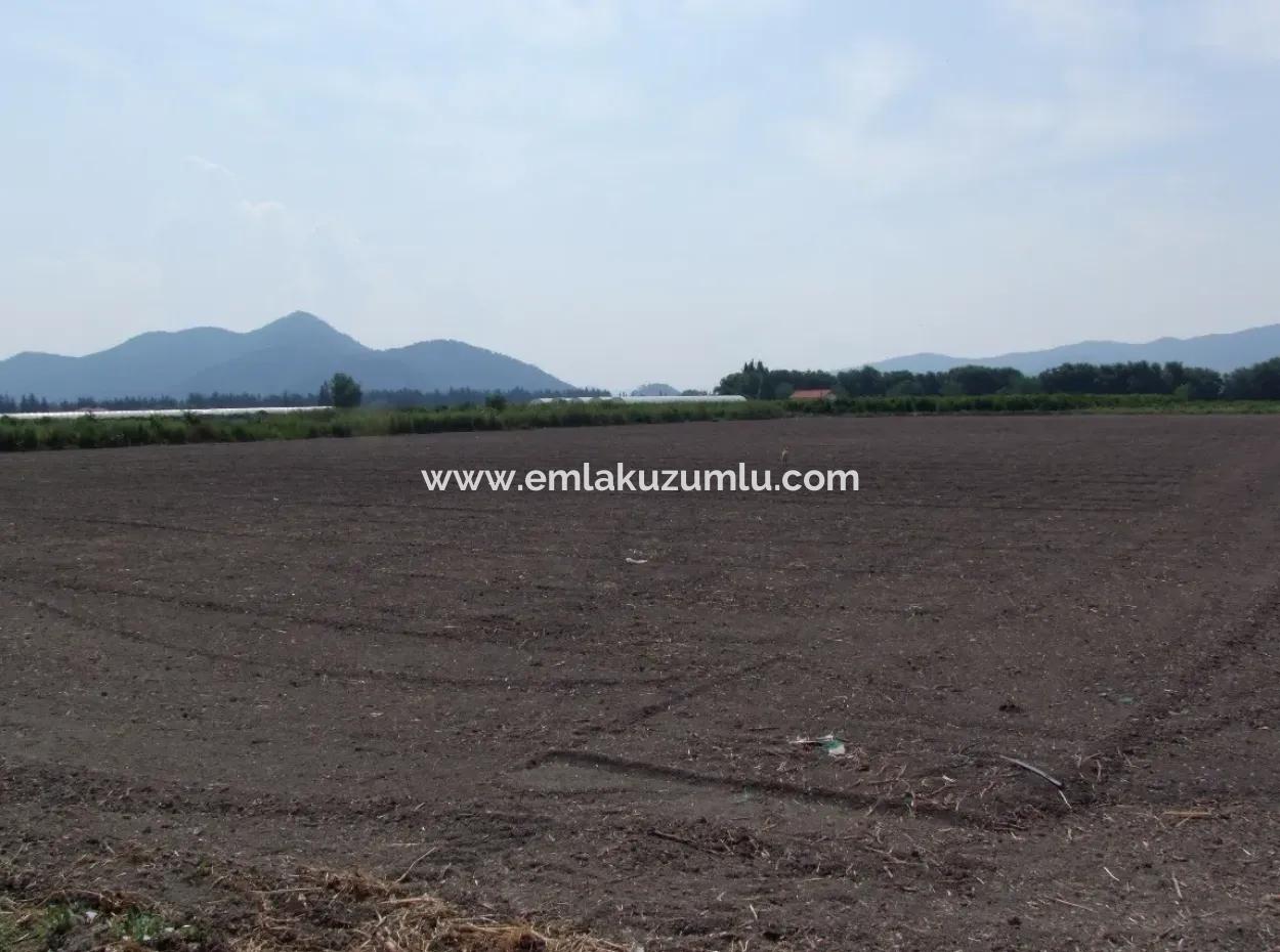 Bauernhof Zum Verkauf In Dalyan Eskikoy Eskikoy Oriya 14,900M2 Grundstück Zu Verkaufen Feld