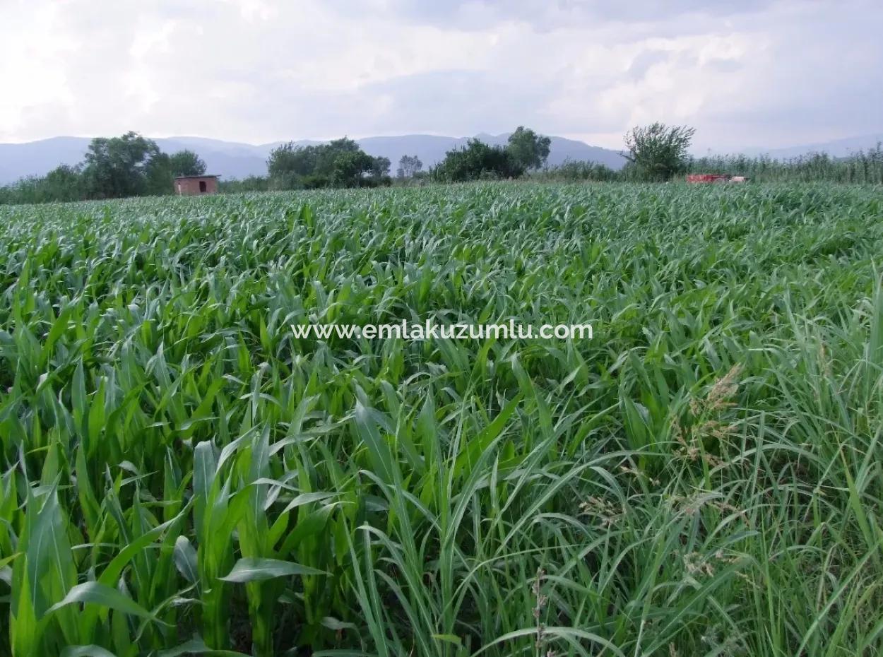 Bauernhof Zum Verkauf In Der Nähe Des Zentrums Von Dalyan,14, 612M2 Bauernhof Zum Verkauf