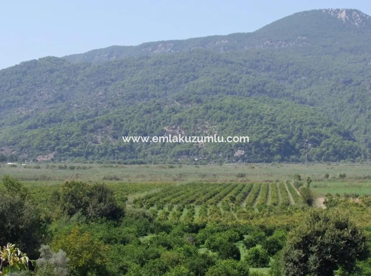 Bauernhof Zum Verkauf Bauernhof Zum Verkauf In Dalyan 73410M2