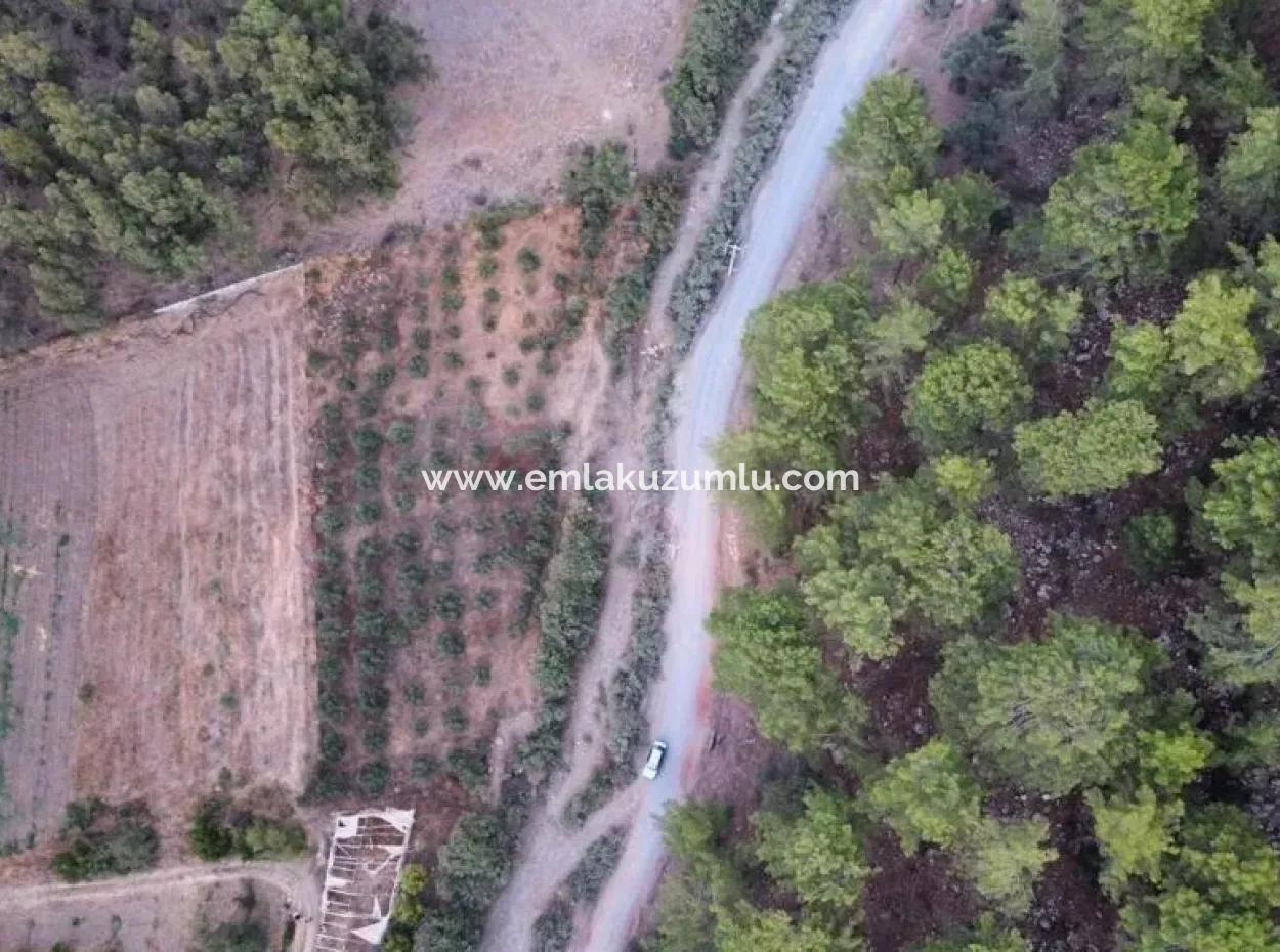 3578M2 Feld Zum Verkauf An Der Straße Von Aşı Koyu In Mergenlide