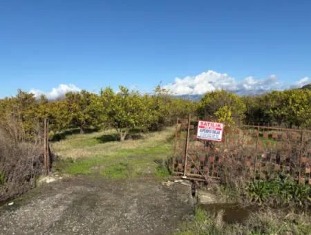 23.000M2 Freistehender Feldgarten Zum Verkauf In Tepearasin,