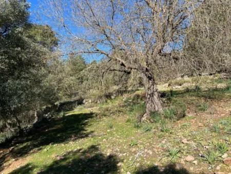Grundstück Zum Verkauf In Natur Und Wald In Gökbel