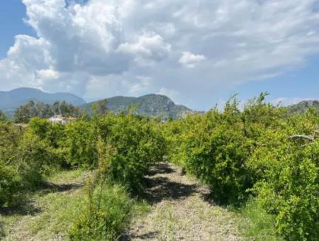 5.100 M2 Land Zum Verkauf In Der Gegend Von Dalyan Maraş Mit 5% Wohnzone