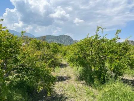 5.100 M2 Land Zum Verkauf In Der Gegend Von Dalyan Maraş Mit 5% Wohnzone