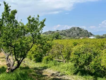5.100 M2 Land Zum Verkauf In Der Gegend Von Dalyan Maraş Mit 5% Wohnzone