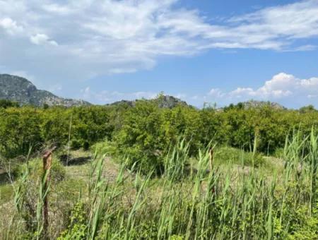 5.100 M2 Land Zum Verkauf In Der Gegend Von Dalyan Maraş Mit 5% Wohnzone