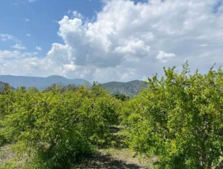 5.100 M2 Land Zum Verkauf In Der Gegend Von Dalyan Maraş Mit 5% Wohnzone