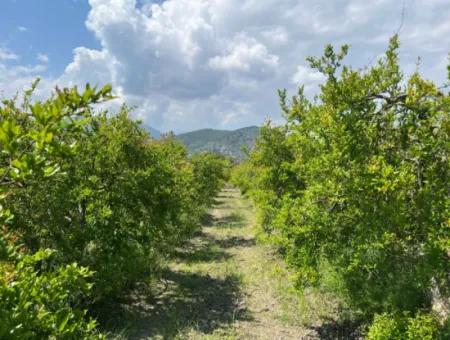5.100 M2 Land Zum Verkauf In Der Gegend Von Dalyan Maraş Mit 5% Wohnzone