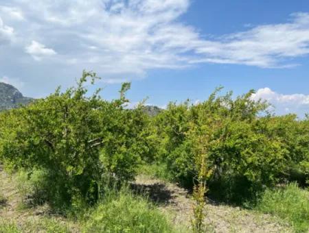 5.100 M2 Land Zum Verkauf In Der Gegend Von Dalyan Maraş Mit 5% Wohnzone