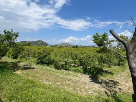 5.100 M2 Land Zum Verkauf In Der Gegend Von Dalyan Maraş Mit 5% Wohnzone