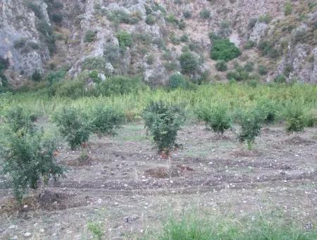 Grundstück Zum Verkauf Granatapfel Garten Zum Verkauf In Oriya Mergenli Mergenli