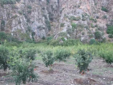 Grundstück Zum Verkauf Granatapfel Garten Zum Verkauf In Oriya Mergenli Mergenli