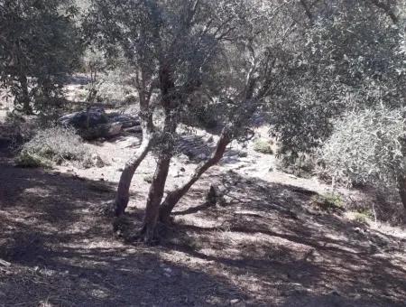 Dalyan Iztuzu In Der Dalyan Zum Verkauf Zum Verkauf In Der Candır 2367M2 2B
