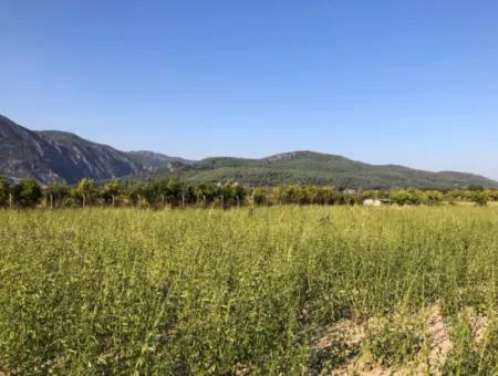 Field Zu Verkaufen In Ak'apinar 100 Acres Zu Verkaufen
