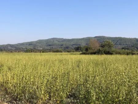 Field Zu Verkaufen In Ak'apinar 100 Acres Zu Verkaufen
