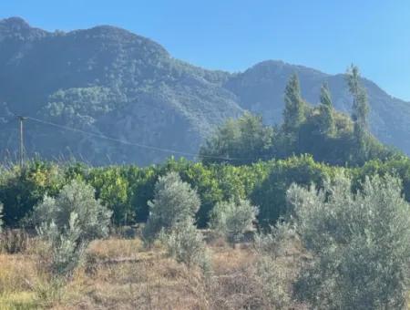 2D-Zitronengarten Zum Verkauf In Marmarli, Dalyan