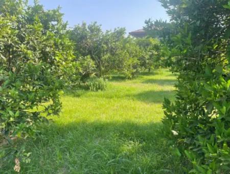 Grundstück Zum Verkauf In Gulpinar, Dalyan 722M2