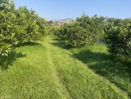 Grundstück Zum Verkauf In Gulpinar, Dalyan 722M2