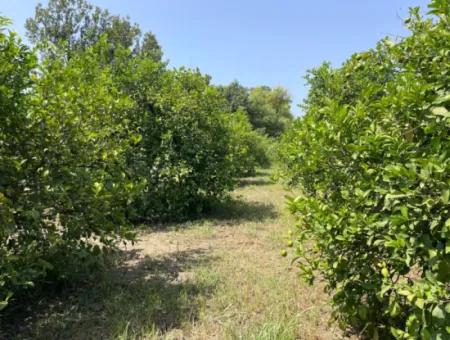 10.000M2 Grundstück Zum Verkauf Im Bebauten Gebiet Des Dorfes In Okçular