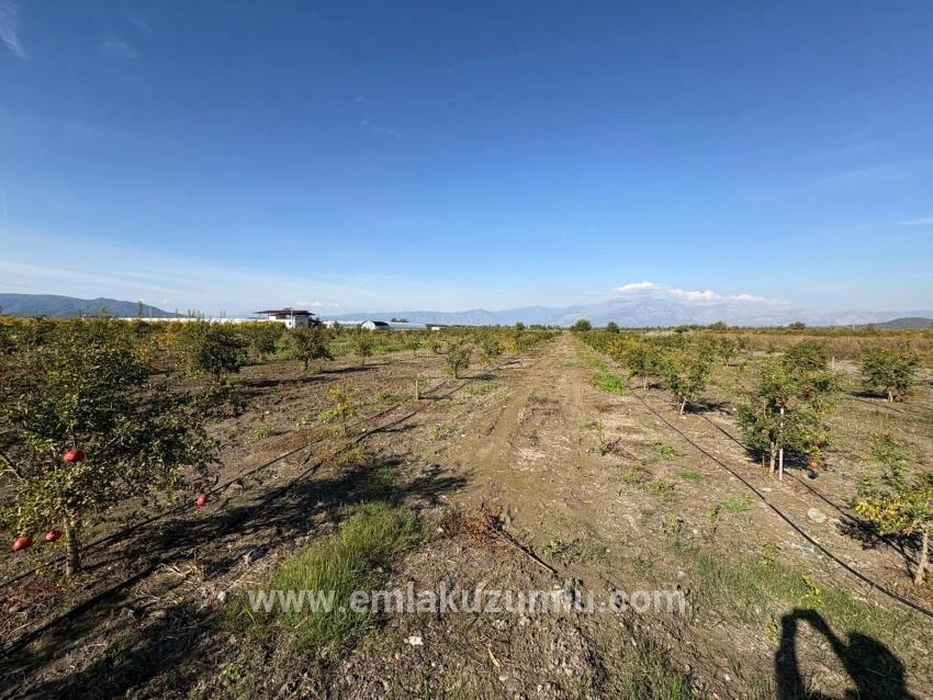 21500m2 Pomegranate Garden For Sale In Eskiköy
