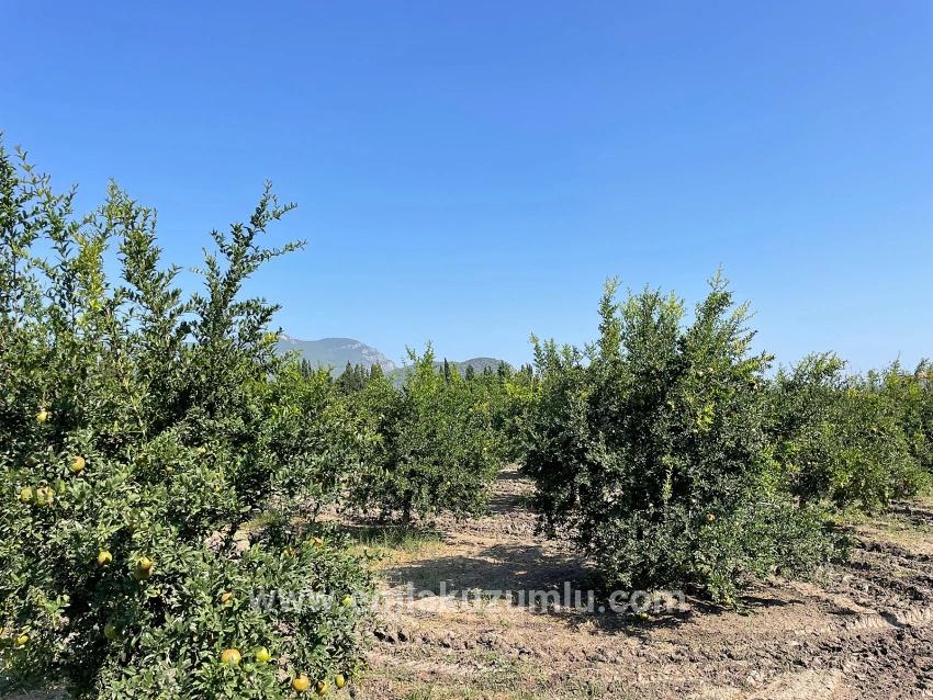 10,000 M² Pomegranate Orchard For Sale In Dalyan Arıkbaşı Gerendüzü Area.