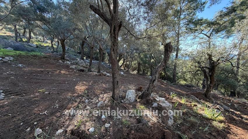 Field For sale in Çandır Nbh. Köyceğiz - Housing Zoned - 5.715 m²
