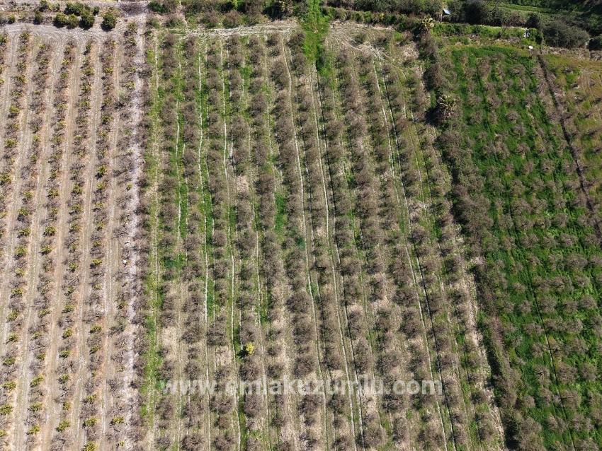 16.710m2 Pomegranate Garden For Sale With Lake View In Eskiköy